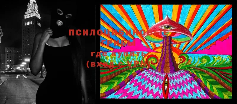 Псилоцибиновые грибы Cubensis  Аргун 